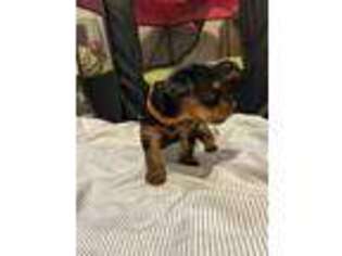 Yorkshire Terrier Puppy for sale in Fitchburg, MA, USA