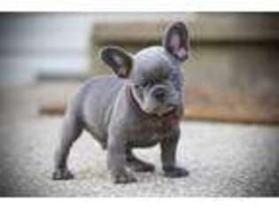 French Bulldog Puppy for sale in Kinsman, OH, USA