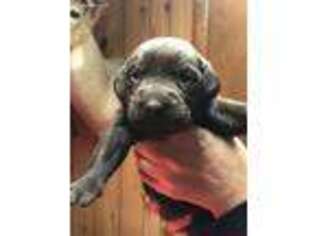 Labrador Retriever Puppy for sale in Fairfield, NJ, USA