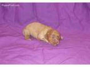 Cavapoo Puppy for sale in Chanute, KS, USA