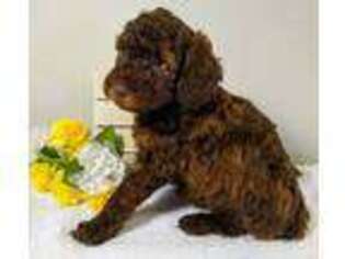Mutt Puppy for sale in Tollesboro, KY, USA