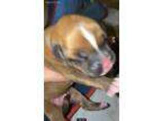Boxer Puppy for sale in East Stroudsburg, PA, USA