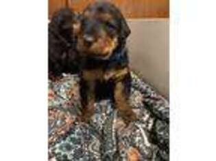 Airedale Terrier Puppy for sale in Delta, CO, USA