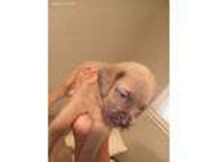 Cane Corso Puppy for sale in Decatur, GA, USA