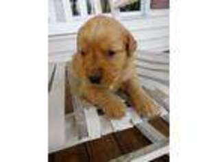 Golden Retriever Puppy for sale in Mount Airy, NC, USA