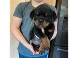 Rottweiler Puppy for sale in Preston, CT, USA