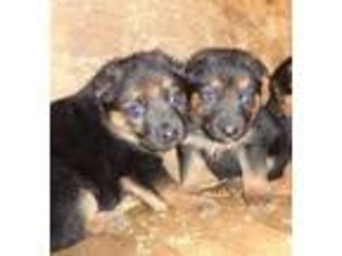 Mutt Puppy for sale in Galesville, WI, USA