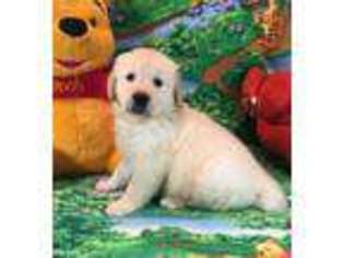 Golden Retriever Puppy for sale in Columbia, SC, USA