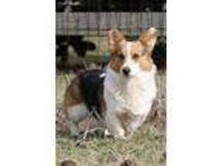 Pembroke Welsh Corgi Puppy for sale in Clements, MD, USA