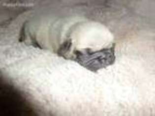 Pug Puppy for sale in Centerville, MA, USA