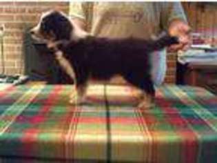 Border Collie Puppy for sale in Concord, VA, USA