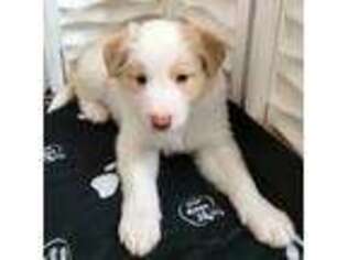 Border Collie Puppy for sale in Ashford, AL, USA