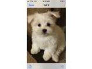Maltese Puppy for sale in Vass, NC, USA