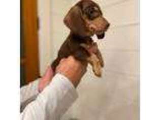Dachshund Puppy for sale in Belmont, NC, USA