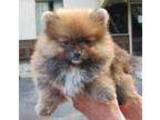 Pomeranian Puppy for sale in Pinckney, MI, USA