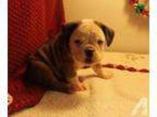 Bulldog Puppy for sale in APPLING, GA, USA
