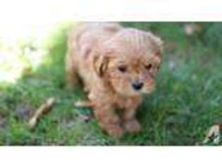 Mutt Puppy for sale in MOUNTAIN VIEW, CA, USA