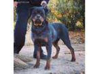 Rottweiler Puppy for sale in El Paso, TX, USA