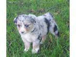 Miniature Australian Shepherd Puppy for sale in Albert Lea, MN, USA