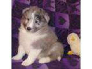 Shetland Sheepdog Puppy for sale in Des Moines, IA, USA