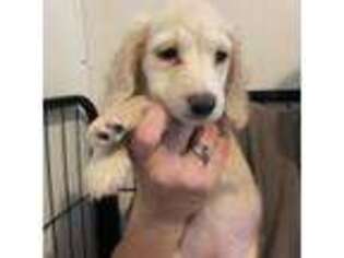 Dachshund Puppy for sale in Waynesville, NC, USA