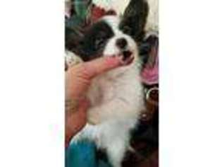 Papillon Puppy for sale in Bayside, CA, USA