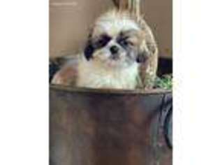 Mutt Puppy for sale in Hamilton, MO, USA