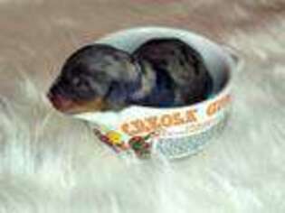 Mutt Puppy for sale in Raceland, LA, USA