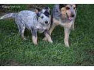 Australian Cattle Dog Puppy for sale in Bluejacket, OK, USA