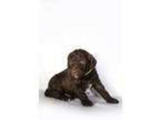 Labradoodle Puppy for sale in Rogers, TX, USA