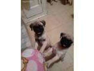 Pug Puppy for sale in Spring Valley, NY, USA