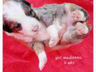 Australian Shepherd Puppy for sale in Post Falls, ID, USA