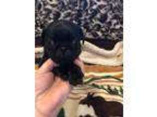 Pug Puppy for sale in Syracuse, NY, USA