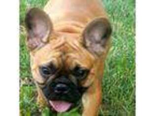 French Bulldog Puppy for sale in Mount Eden, KY, USA