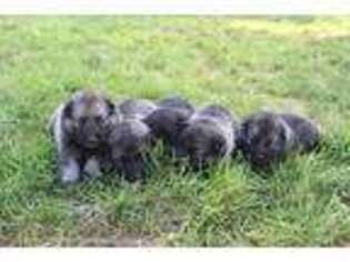 Norwegian Elkhound Puppy for sale in Florence, CO, USA