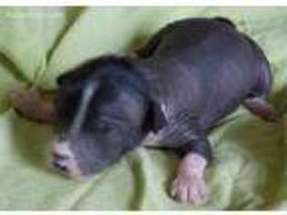Chinese Crested Puppy for sale in Columbia, SC, USA