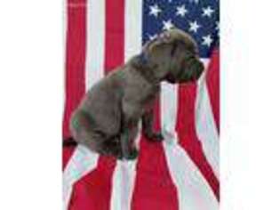Cane Corso Puppy for sale in Mansfield, MO, USA