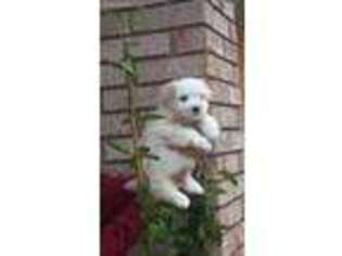 Mal-Shi Puppy for sale in Ocala, FL, USA