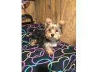 Yorkshire Terrier Puppy for sale in Clyde, TX, USA