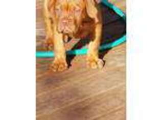 American Bull Dogue De Bordeaux Puppy for sale in Belvidere, NE, USA
