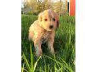 Goldendoodle Puppy for sale in Winfield, MO, USA
