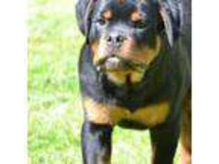 Rottweiler Puppy for sale in Mount Pocono, PA, USA