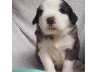 Saint Bernard Puppy for sale in Dothan, AL, USA