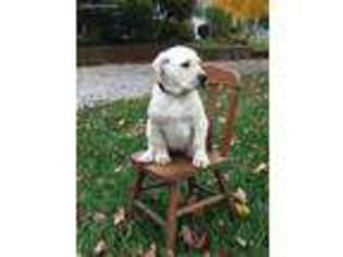 Medium Photo #1 Labrador Retriever Puppy For Sale in Clayton, IN, USA