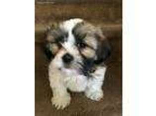 Mutt Puppy for sale in Hyattsville, MD, USA