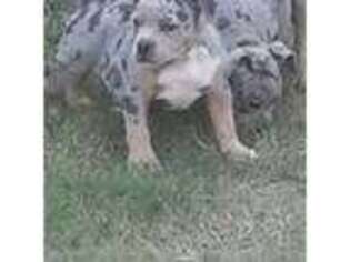 Mutt Puppy for sale in Eufaula, OK, USA