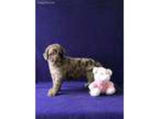Labradoodle Puppy for sale in Brooksville, FL, USA