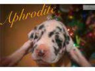 Great Dane Puppy for sale in Asheville, NC, USA
