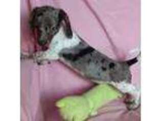 Dachshund Puppy for sale in Prescott Valley, AZ, USA