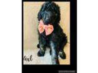 Goldendoodle Puppy for sale in Blackfoot, ID, USA